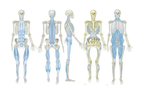 different myofascial lines of the body shown from different views